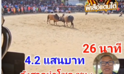 คลิปวัวชนย้อนหลัง ผลการชน ที่ 6  โหนดงามลูกสามเซียน (บอตอ) VS ลังสาดนำโชคนำชัย (กำไลเงิน)