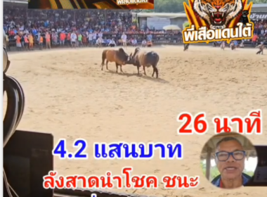 คลิปวัวชนย้อนหลัง ผลการชน ที่ 6  โหนดงามลูกสามเซียน (บอตอ) VS ลังสาดนำโชคนำชัย (กำไลเงิน)