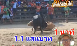 คลิปวัวชนย้อนหลัง ผลการชน ลายเพชรบูรพา  VS นิลงามร้อยวิชาดาราแดนใต้ (เจ้าขุนทอง)