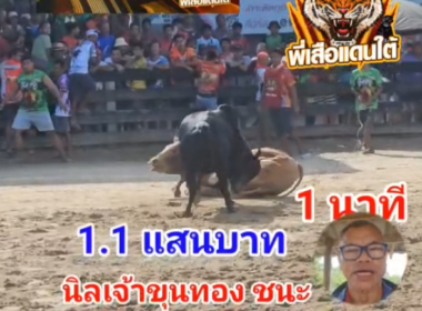 คลิปวัวชนย้อนหลัง ผลการชน ลายเพชรบูรพา  VS นิลงามร้อยวิชาดาราแดนใต้ (เจ้าขุนทอง)