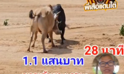 คลิปวัวชนย้อนหลัง ผลการชน โหนดงามล็อคทรัพย์ (เสือเตี้ย)  VS ขาวเจ้าพายุทายาทขาวน้ำผุด (พายุ)