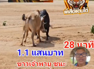 คลิปวัวชนย้อนหลัง ผลการชน โหนดงามล็อคทรัพย์ (เสือเตี้ย)  VS ขาวเจ้าพายุทายาทขาวน้ำผุด (พายุ)