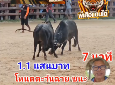 คลิปวัวชนย้อนหลัง ผลการชน โหนดหลังขาวสิงห์ราชา (ตะวันฉาย)  VS โหนดหลังขาวเพชรทองสร้อย (PG)