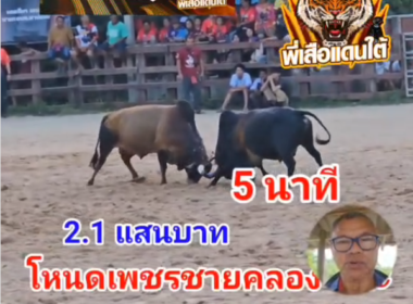 คลิปวัวชนย้อนหลัง ผลการชน ลังสาดพยัคฆ์ขวัญทอง (ไอ้มดแดง)  VS โหนดท้องลายเพชรชายคลอง (ระเบิดหัว)