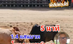 คลิปวัวชนย้อนหลัง ผลการชน แดงแสนกลยอดนำชัย  VS โหนดเพชรด้วง