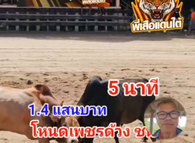 คลิปวัวชนย้อนหลัง ผลการชน แดงแสนกลยอดนำชัย  VS โหนดเพชรด้วง