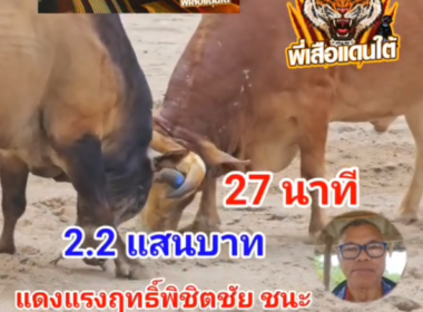 คลิปวัวชนย้อนหลัง ผลการชน แดงแรงฤทธิ์พิชิตชัย (ลูฟี่)  VS ลังสาดพรนำทรัพย์โชคพยัคฆ์นำชัย (เชียงหุ้น)