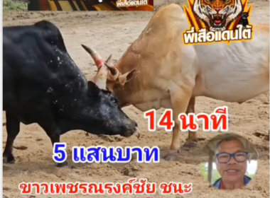 คลิปวัวชนย้อนหลัง ผลการชน ขาวรณกฤตเพชรณรงค์ชัย  VS นิลงามมังกรดำยอดนำชัย (ขุนทอง)