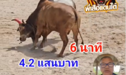 คลิปวัวชนย้อนหลัง ผลการชน แดงงามแสนสุภาพ (วงแหวน)  VS ลังสาดทีเด็ดเพชรภูเหมน