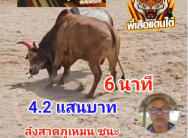 คลิปวัวชนย้อนหลัง ผลการชน แดงงามแสนสุภาพ (วงแหวน)  VS ลังสาดทีเด็ดเพชรภูเหมน