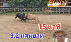 คลิปวัวชนย้อนหลัง ผลการชน ขาวงามบุษบา (ไอ้แพล็น)  VS  โหนดสุดรักพยัคฆ์พันทาง