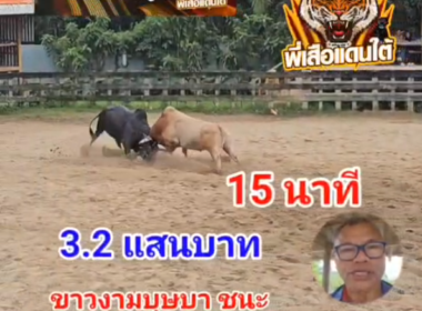 คลิปวัวชนย้อนหลัง ผลการชน ขาวงามบุษบา (ไอ้แพล็น)  VS  โหนดสุดรักพยัคฆ์พันทาง