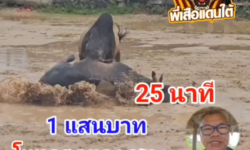 คลิปวัวชนย้อนหลัง ผลการชน โหนดตูดแดงแสงสุริยะเทพ  VS โหนดจอมยุทธจ้าวสังเวียน (ไอ้จอมขวัญ)