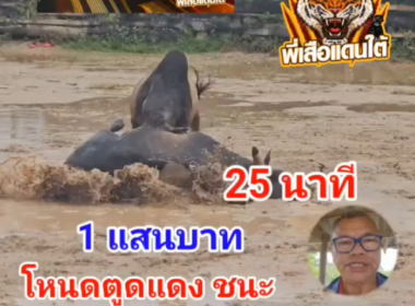 คลิปวัวชนย้อนหลัง ผลการชน โหนดตูดแดงแสงสุริยะเทพ  VS โหนดจอมยุทธจ้าวสังเวียน (ไอ้จอมขวัญ)