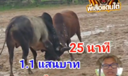 คลิปวัวชนย้อนหลัง ผลการชน แดงเพชรไสเลียบ (35 ดีกรี) VS โหนดหลังขาวนักรบพบรักพยัคฆ์นาคินทร์ (จิงโจ)