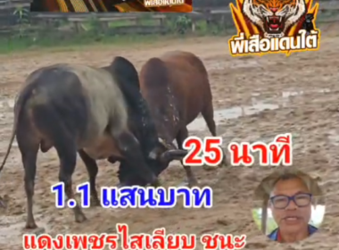 คลิปวัวชนย้อนหลัง ผลการชน แดงเพชรไสเลียบ (35 ดีกรี) VS โหนดหลังขาวนักรบพบรักพยัคฆ์นาคินทร์ (จิงโจ)