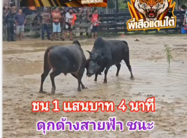 คลิปวัวชนย้อนหลัง ผลการชน โคหลังขาวแชมอรัญเล็ก (อ้ายเขา) VS โคดุกด้างแซมพยัคฆ์เมคา (สายฟ้า)