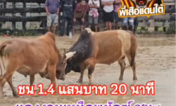 คลิปวัวชนย้อนหลัง ผลการชน โคลังสาดลายไทเกอร์ (อ้ายลาย) VS โคแดงงามเหนือพยัคฆ์ยอดนำชัย (ท่านสร้อย)