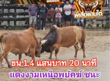 คลิปวัวชนย้อนหลัง ผลการชน โคลังสาดลายไทเกอร์ (อ้ายลาย) VS โคแดงงามเหนือพยัคฆ์ยอดนำชัย (ท่านสร้อย)