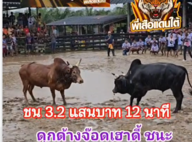 คลิปวัวชนย้อนหลัง ผลการชน โคแดงงามจอมขวัญวันเผด็จ (อ้ายหลำ) VS โคดุกด้างจ็อดฮาวดี้