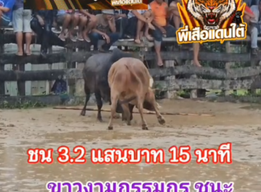 คลิปวัวชนย้อนหลัง ผลการชน โคโหนดแสงตะวันเพชรบ้านใส (วาซาบิ) VS โคขาวงามกรรมกร (ลูกเป็ด)