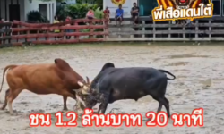 คลิปวัวชนย้อนหลัง ผลการชน แดงอัญณี (แดงใหญ่) VS โหนดการโยธาเพชรนครสงขลา (รถตัก 98)