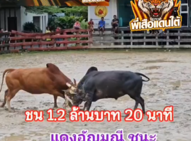 คลิปวัวชนย้อนหลัง ผลการชน แดงอัญณี (แดงใหญ่) VS โหนดการโยธาเพชรนครสงขลา (รถตัก 98)