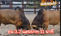 คลิปวัวชนย้อนหลัง ผลการชน ลังสาดภูตะวัน (เจ้านำโชค)  VS ลังสาดโชคประทาน (อ้ายยึดทรัพย์)