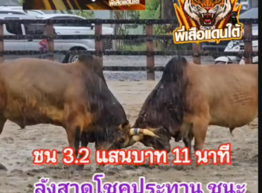 คลิปวัวชนย้อนหลัง ผลการชน ลังสาดภูตะวัน (เจ้านำโชค)  VS ลังสาดโชคประทาน (อ้ายยึดทรัพย์)