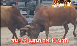 คลิปวัวชนย้อนหลัง ผลการชน แดงดีดน้อยร้อยวิชา  VS แดงวันชนะชัย