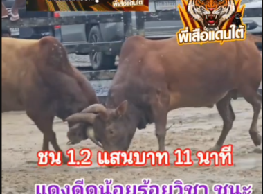 คลิปวัวชนย้อนหลัง ผลการชน แดงดีดน้อยร้อยวิชา  VS แดงวันชนะชัย