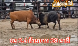 คลิปวัวชนย้อนหลัง ผลการชน โหนดหลังขาวท้องลายรุ่งเรืองเล็ก (ด.ช.กระบี่)  VS แดงสิงหราชนักล่าเพชรภูธร (ไอ้เขี้ยวเงิน)