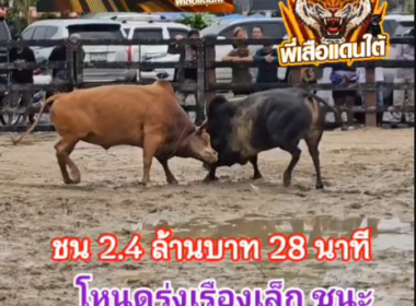 คลิปวัวชนย้อนหลัง ผลการชน โหนดหลังขาวท้องลายรุ่งเรืองเล็ก (ด.ช.กระบี่)  VS แดงสิงหราชนักล่าเพชรภูธร (ไอ้เขี้ยวเงิน)