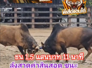 คลิปวัวชนย้อนหลัง ผลการชน ังสาดอัศวินนำทรัพย์ (ซุปเปอร์วิน) VS ลังสาดค่าสินสอด (ไอ้ดาวเพชร)