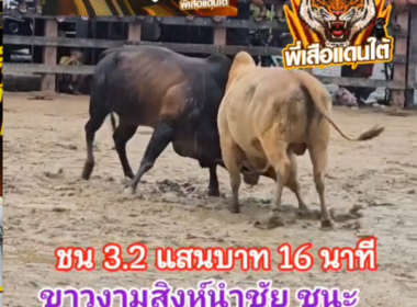 คลิปวัวชนย้อนหลัง ผลการชน ขาวงามสิงห์นำชัย (อ้ายยักษ์กวนตีน)  VS โหนดแว่นฟ้ายอดน่าชัยขวัญใจหลวงสุด (อ้ายแเว่น)