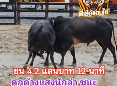 คลิปวัวชนย้อนหลัง ผลการชน โหนดหลังขาวอัจฉริยะ (อ้ายหรั่ง) VS ดุกด้างแสงนักล่า (แสนชัย)