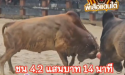 คลิปวัวชนย้อนหลัง ผลการชน โหนดสุดรักพยัคฆ์สุดโหด (เด็กนาย)  VS ลังสาดตะวันฉาย (ไข่ดำ)