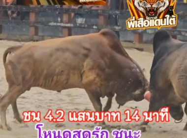 คลิปวัวชนย้อนหลัง ผลการชน โหนดสุดรักพยัคฆ์สุดโหด (เด็กนาย)  VS ลังสาดตะวันฉาย (ไข่ดำ)