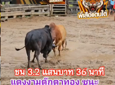 คลิปวัวชนย้อนหลัง ผลการชน ขาวงามตุ๊กตาทอง (ไอ้ศรีเพชร) VS โหนดงามศรีสวัสดิ์ (ไอ้ลูกโหนด)