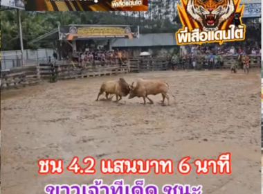 คลิปวัวชนย้อนหลัง ผลการชน ล้งสาดกำไลทอง (รถบดควนพญา) VS ขาวเจ้าทีเด็ดเพชรตาปี