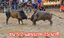 คลิปวัวชนย้อนหลัง ผลการชน ลังสาดยอดยุทธจักร (ไอ้กระบี่)  VS โหนดวันมีชัย (ไอ้เชี่ยว)