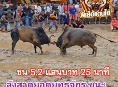 คลิปวัวชนย้อนหลัง ผลการชน ลังสาดยอดยุทธจักร (ไอ้กระบี่)  VS โหนดวันมีชัย (ไอ้เชี่ยว)