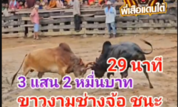 คลิปวัวชนย้อนหลัง ผลการชน ขาวช่างจ้อ ส.สมหมาย VS โหนดงามกะรัตเพชร (ไอ้หลูกหลาก)