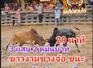 คลิปวัวชนย้อนหลัง ผลการชน ขาวช่างจ้อ ส.สมหมาย VS โหนดงามกะรัตเพชร (ไอ้หลูกหลาก)