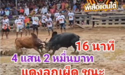 คลิปวัวชนย้อนหลัง ผลการชน โหนดสิงห์สมุทร (ไอ้หมูดิน)  VS แดงสิงห์สยามเพชรนำชัย (ไอ้ลูกเผ็ด)