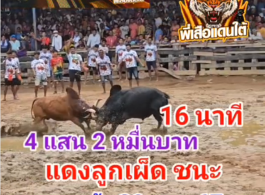 คลิปวัวชนย้อนหลัง ผลการชน โหนดสิงห์สมุทร (ไอ้หมูดิน)  VS แดงสิงห์สยามเพชรนำชัย (ไอ้ลูกเผ็ด)