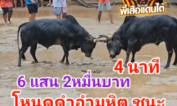 คลิปวัวชนย้อนหลัง ผลการชน โหนดยอดเพชรพนมรุ่งเล็ก (ฟักกิ้งฮีโร่)  VS โหนดดำอำมหิตพิชิตชัย (ไอ้ลูกโหนด)