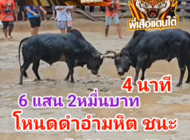 คลิปวัวชนย้อนหลัง ผลการชน โหนดยอดเพชรพนมรุ่งเล็ก (ฟักกิ้งฮีโร่)  VS โหนดดำอำมหิตพิชิตชัย (ไอ้ลูกโหนด)