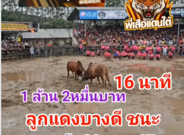 คลิปวัวชนย้อนหลัง ผลการชน แดงงามเศรษฐีอัศวินใจเย็น (ไอ้ลูกแดงบางดี)  VS แดงจักรโคแดงจักรินทร์บดินทร์เดชาฤทธิ์ (ไอ้สุดหล่อ)