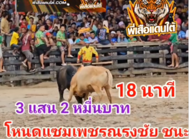 คลิปวัวชนย้อนหลัง ผลการชน ขาวงามก้องตะวัน (โดนัลด์ทรัมป์) VS โหนดแซมเพชรณรงค์ชัย (ไอ้พี่แซม)